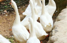 八鹅吃瓜菌娱乐圈,娱乐圈风云录