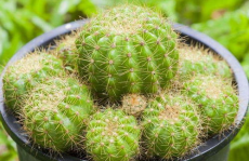 仙人球吃瓜娱乐,瓜果乐园的奇幻之旅