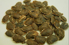 黄花梨种子,黄花梨种子培育与种植全攻略