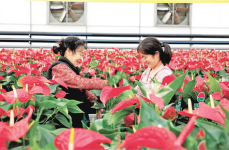 东营鲜花,花海绽放，浪漫之城