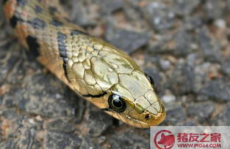 胎梦梦见蛇,蛇的象征与预示解析