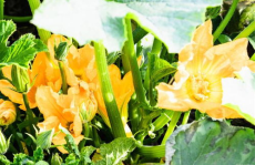 爱娱乐的吃瓜花,揭秘娱乐圈幕后故事