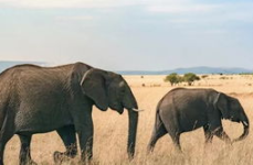 娱乐吃瓜君大象,大象背后的故事与真相