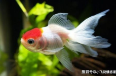 娱乐718吃瓜张金鱼,张金鱼吃瓜背后的故事