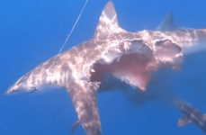 娱乐吃瓜酱鲨鱼,揭秘娱乐圈那些不为人知的幕后故事