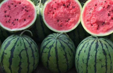 不舍昼夜吃瓜娱乐,揭秘不舍昼夜的娱乐盛宴